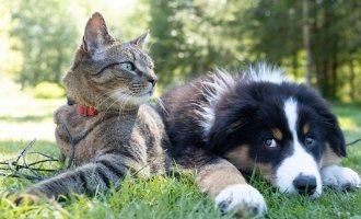 Barking Mad? The Rise of the Global Pet Economy